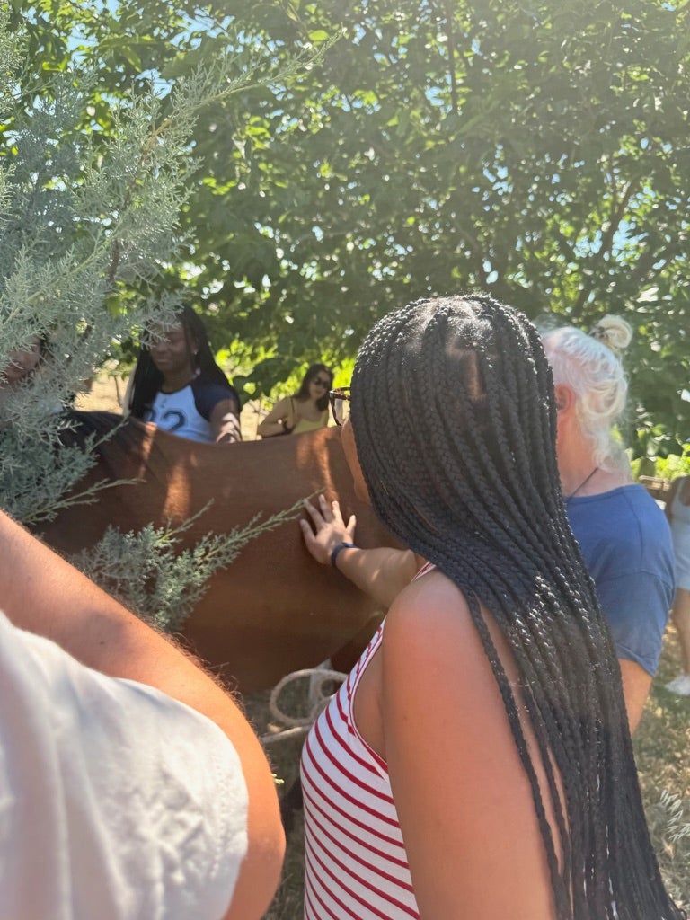 Student with long braids reaches out to touch a horse during a group visit to a shaded farm, with other students and a guide nearby.