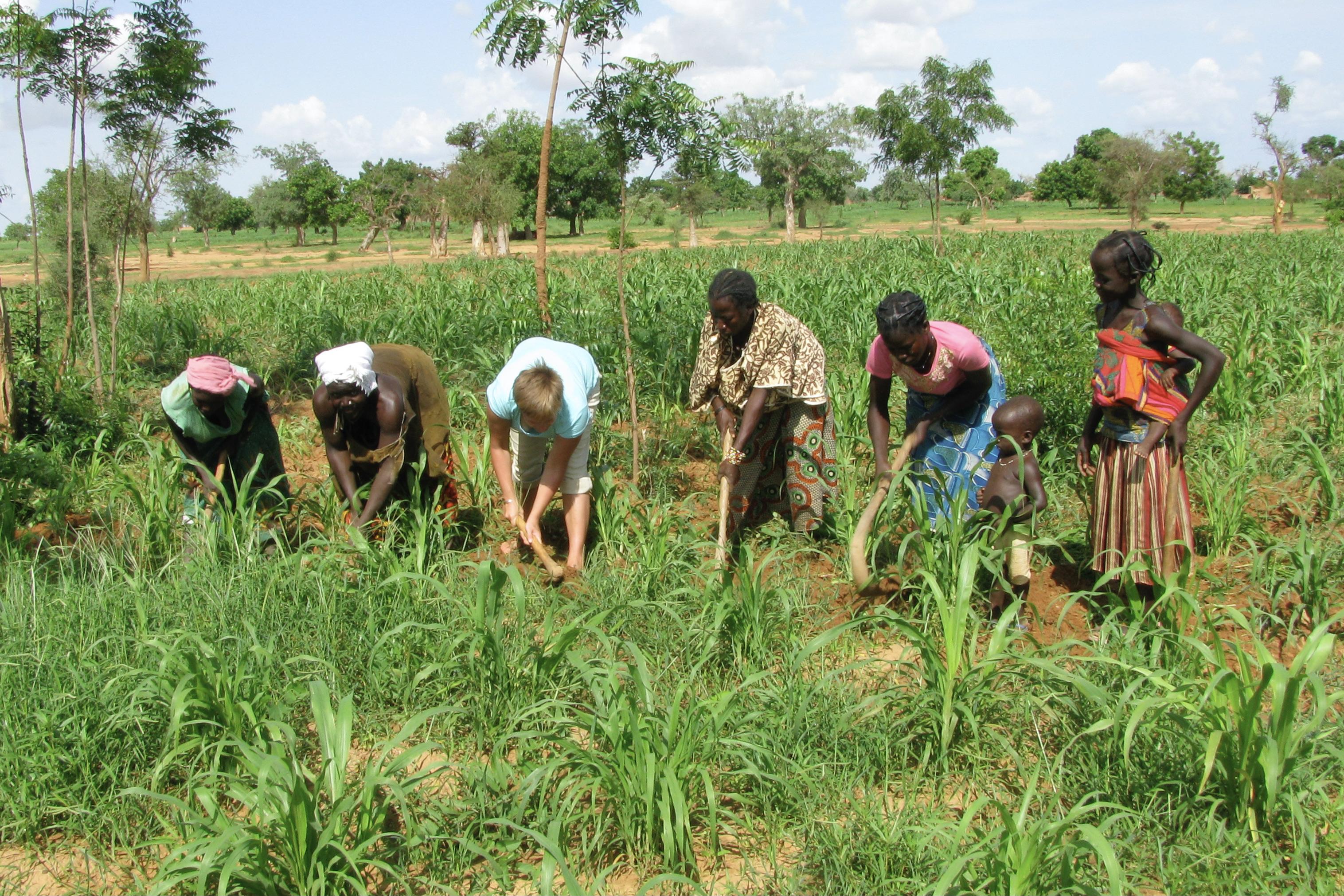 Student studying in Burkina Faso, West Africa learns how to harvest agriculture from local women. He is seen using a mattock to dig with four other women.