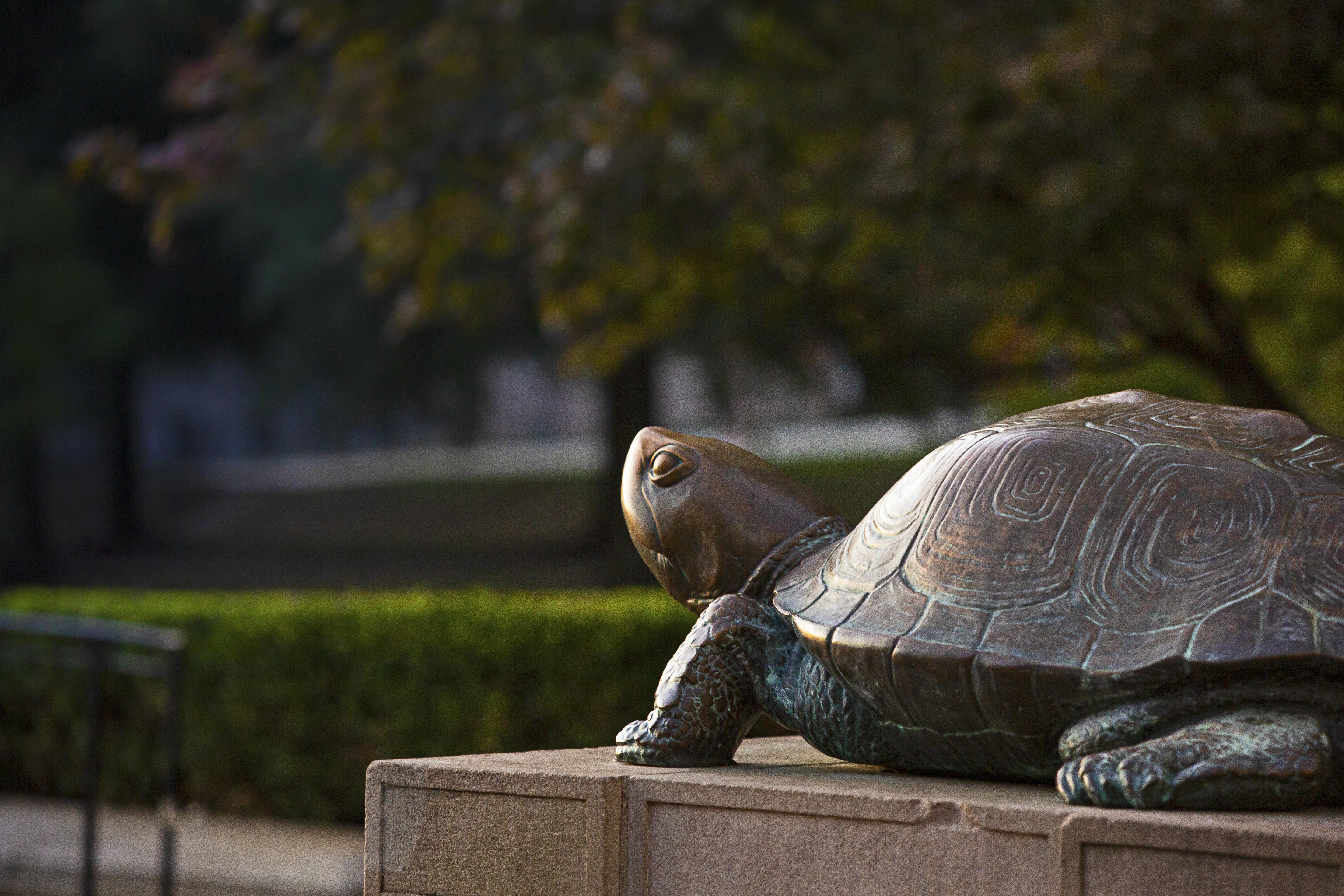 Testudo statue.