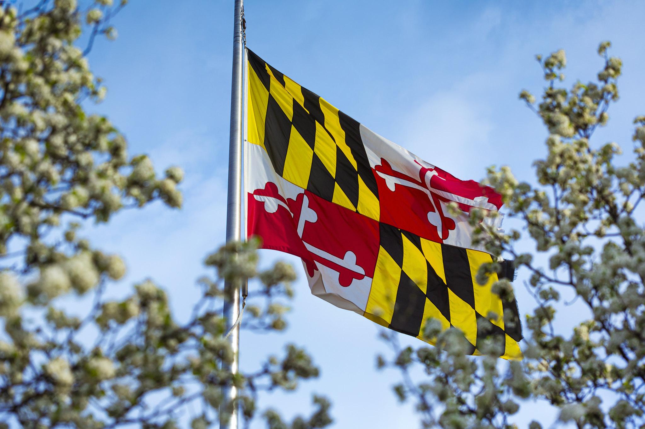 Maryland flag surrounded by cherry blossoms against a blue sky, flag near Riggs Alumni Center.