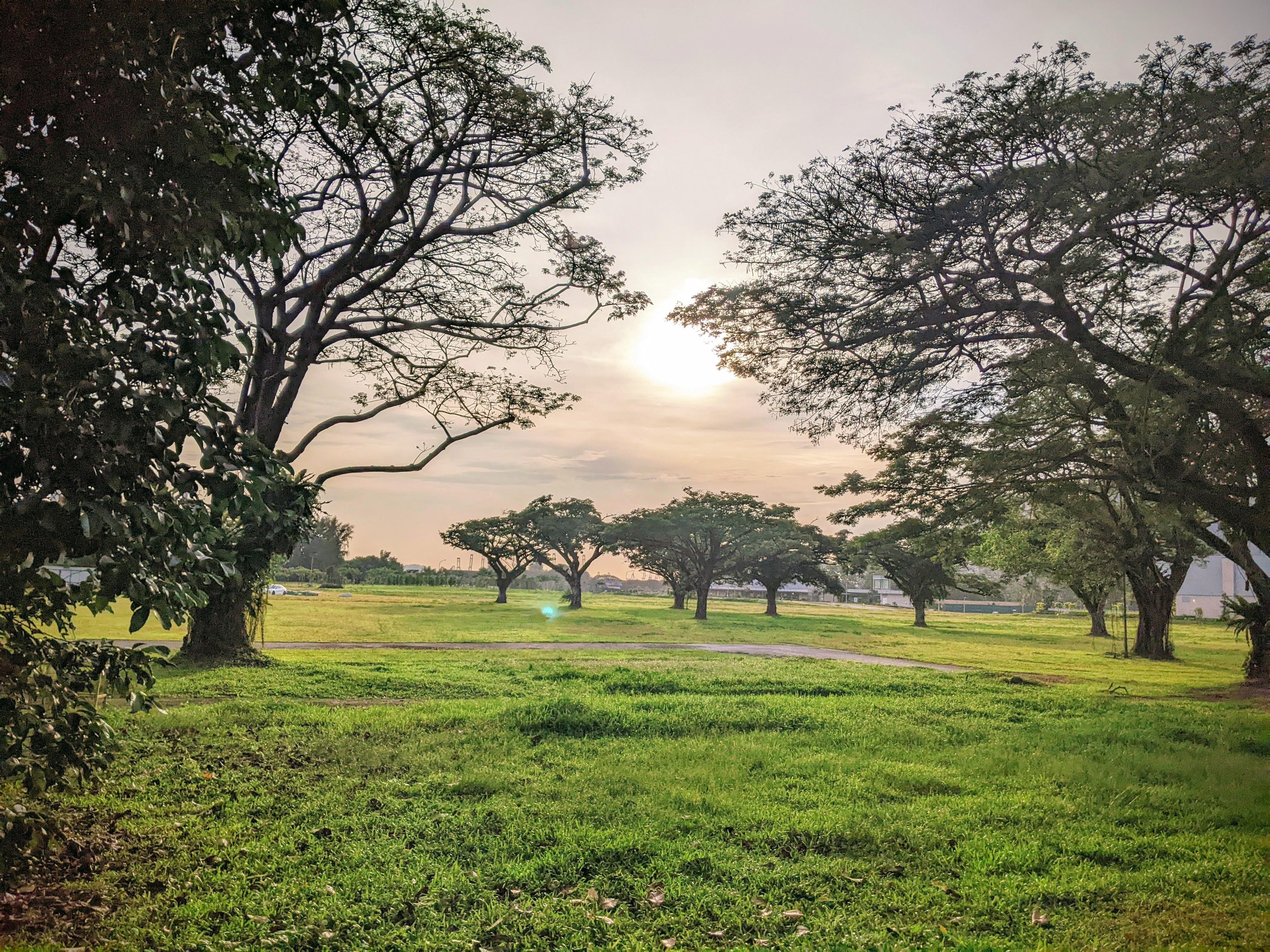 Field of acacia trees in Singapore.