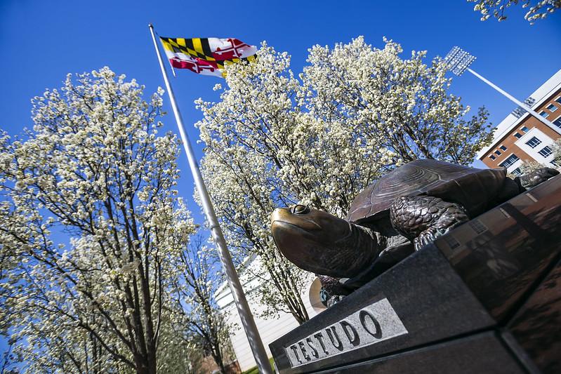 Testudo statue in front of Riggs Alumni Center, with cherry blossoms and Maryland state flag in the background.