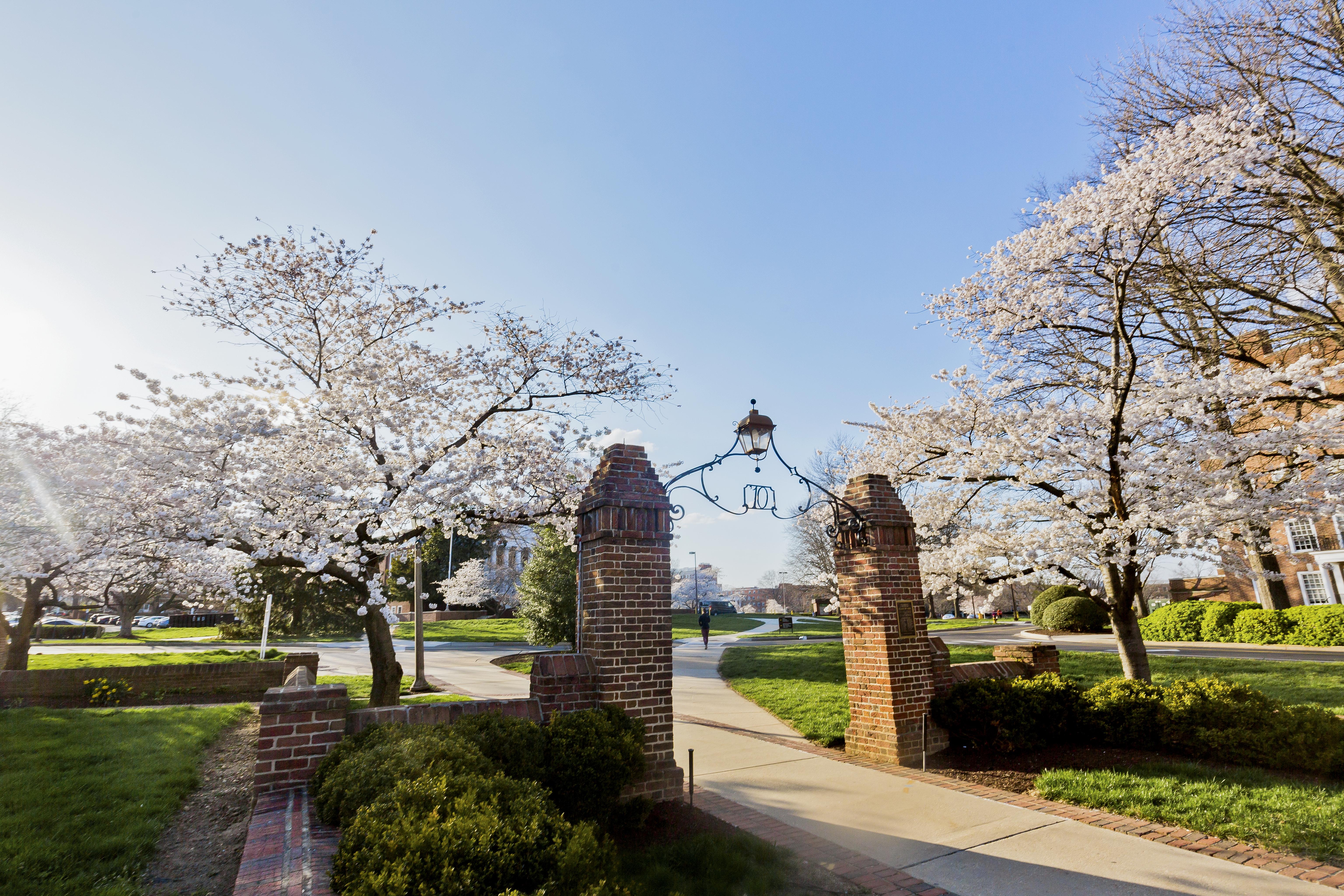 UMD archway with cherry blossom trees in the background.